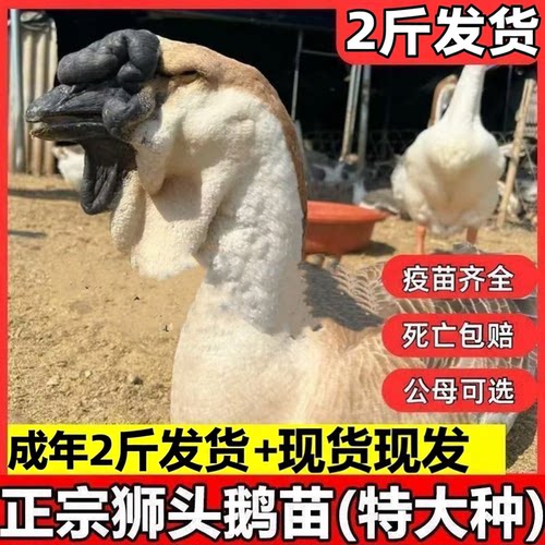 2斤狮头鹅活苗汕头正宗狮头鹅苗特大种潮汕纯种狮子头鹅灰狮头鹅