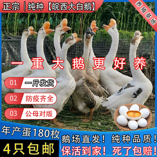一斤纯种皖西大白鹅活苗正宗大种鹅苗三花白鹅苗脱温鹅苗小鹅活苗
