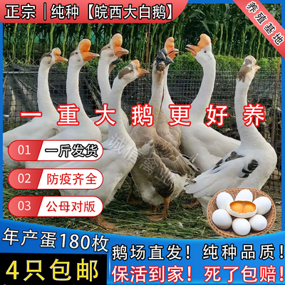 一斤纯种皖西大白鹅活苗正宗大种鹅苗三花白鹅苗脱温鹅苗小鹅活苗