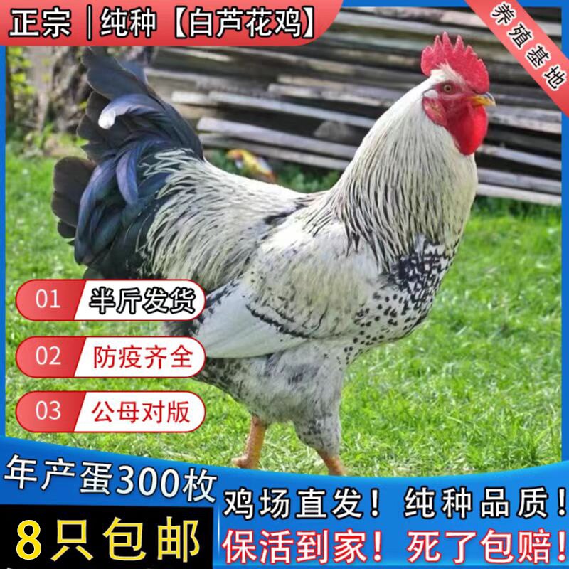 半斤纯种白芦花鸡活体鸡苗脱温鸡苗汶上芦花鸡小鸡活苗黑芦花鸡苗
