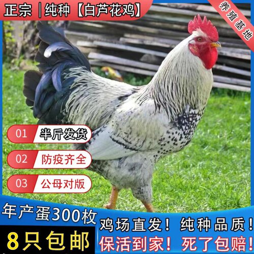 半斤纯种白芦花鸡活体鸡苗脱温鸡苗汶上芦花鸡小鸡活苗黑芦花鸡苗