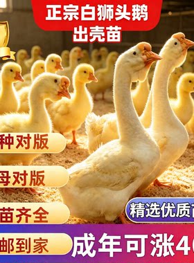 纯种白狮头鹅潮汕狮头鹅苗特大种狮头鹅正宗狮头鹅活苗出壳小鹅苗
