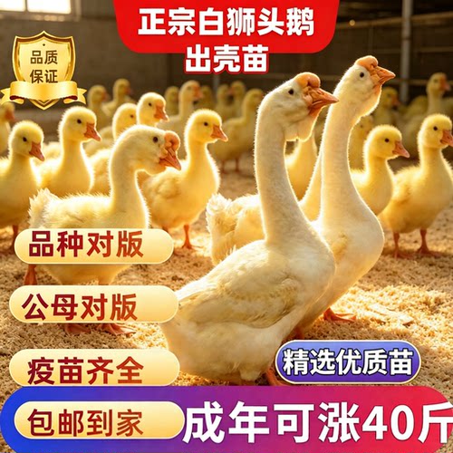 纯种白狮头鹅潮汕狮头鹅苗特大种狮头鹅正宗狮头鹅活苗出壳小鹅苗