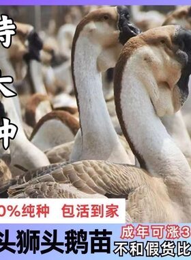 正宗狮头鹅苗ssss级品质狮头鹅特大纯种潮汕狮头鹅苗汕头鹅苗现货