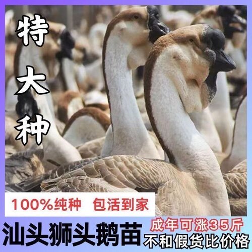 正宗狮头鹅苗ssss级品质狮头鹅特大纯种潮汕狮头鹅苗汕头鹅苗现货