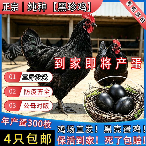 正宗黑珍鸡土鸡活苗产黑壳蛋鸡农家散养黑鸡活苗青年鸡高产蛋母鸡