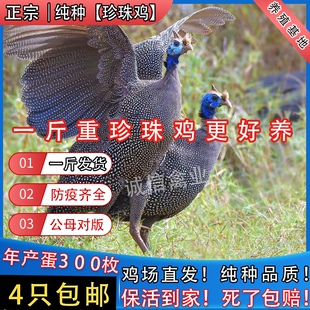 一斤蓝珍珠鸡纯种珍珠小鸡珍珠苗鸡青年下蛋鸡珍珠鸡活苗脱温鸡苗
