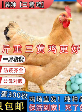 正宗一斤三黄鸡幼苗正宗三黄土鸡大品种鸡高产蛋鸡下蛋小母鸡散养