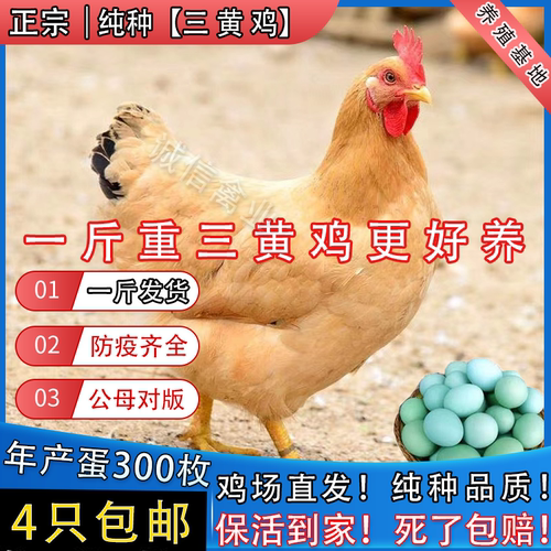 正宗一斤三黄鸡幼苗正宗三黄土鸡大品种鸡高产蛋鸡下蛋小母鸡散养
