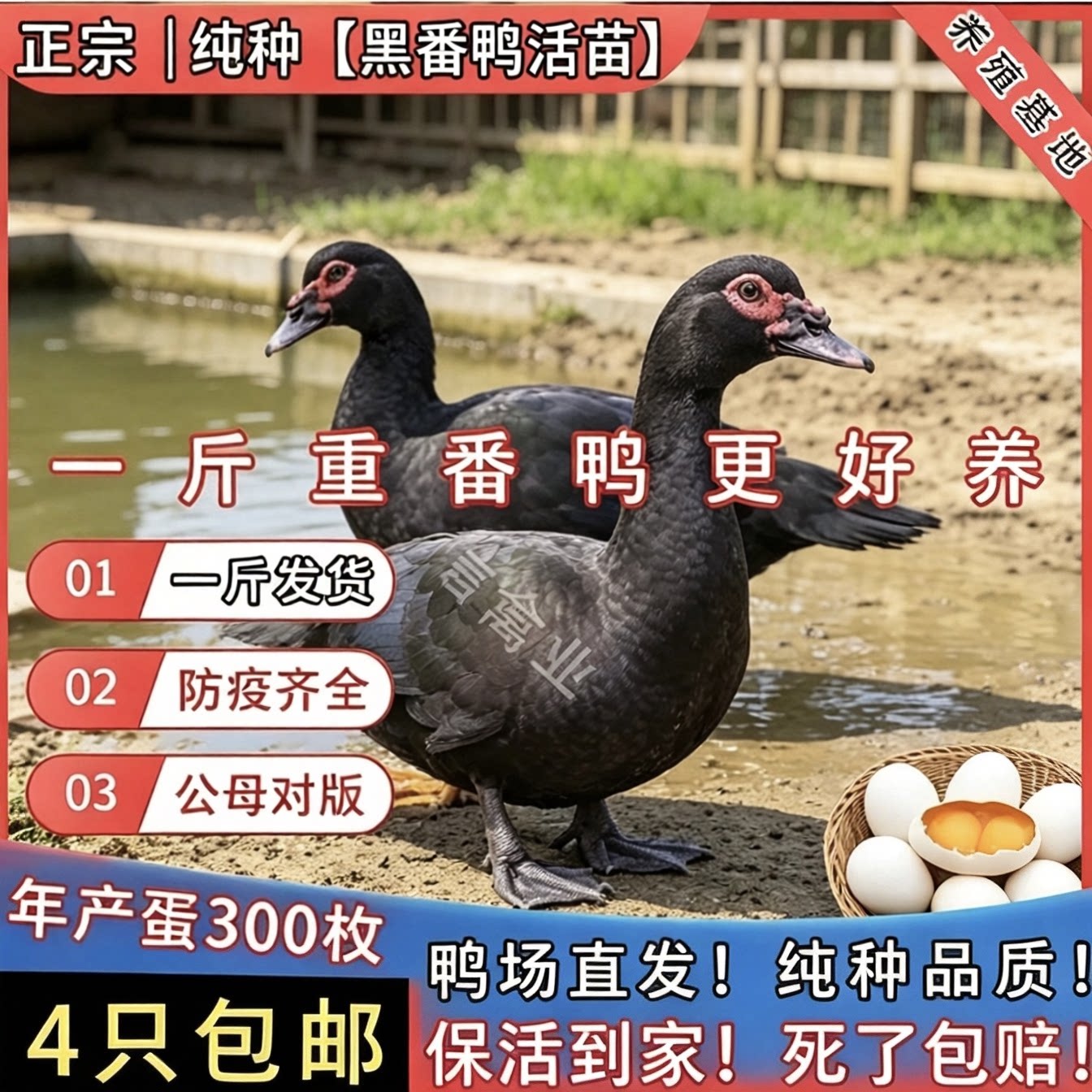 一斤纯种黑番鸭活苗大种黑番鸭脱温鸭腾鸭火鸭洋鸭旱鸭豚鸭鸳鸯鸭