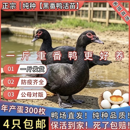 一斤纯种黑番鸭活苗大种黑番鸭脱温鸭腾鸭火鸭洋鸭旱鸭豚鸭鸳鸯鸭