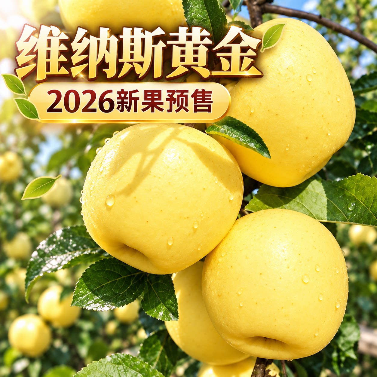 正宗维纳斯黄金苹果皮薄脆甜多汁
