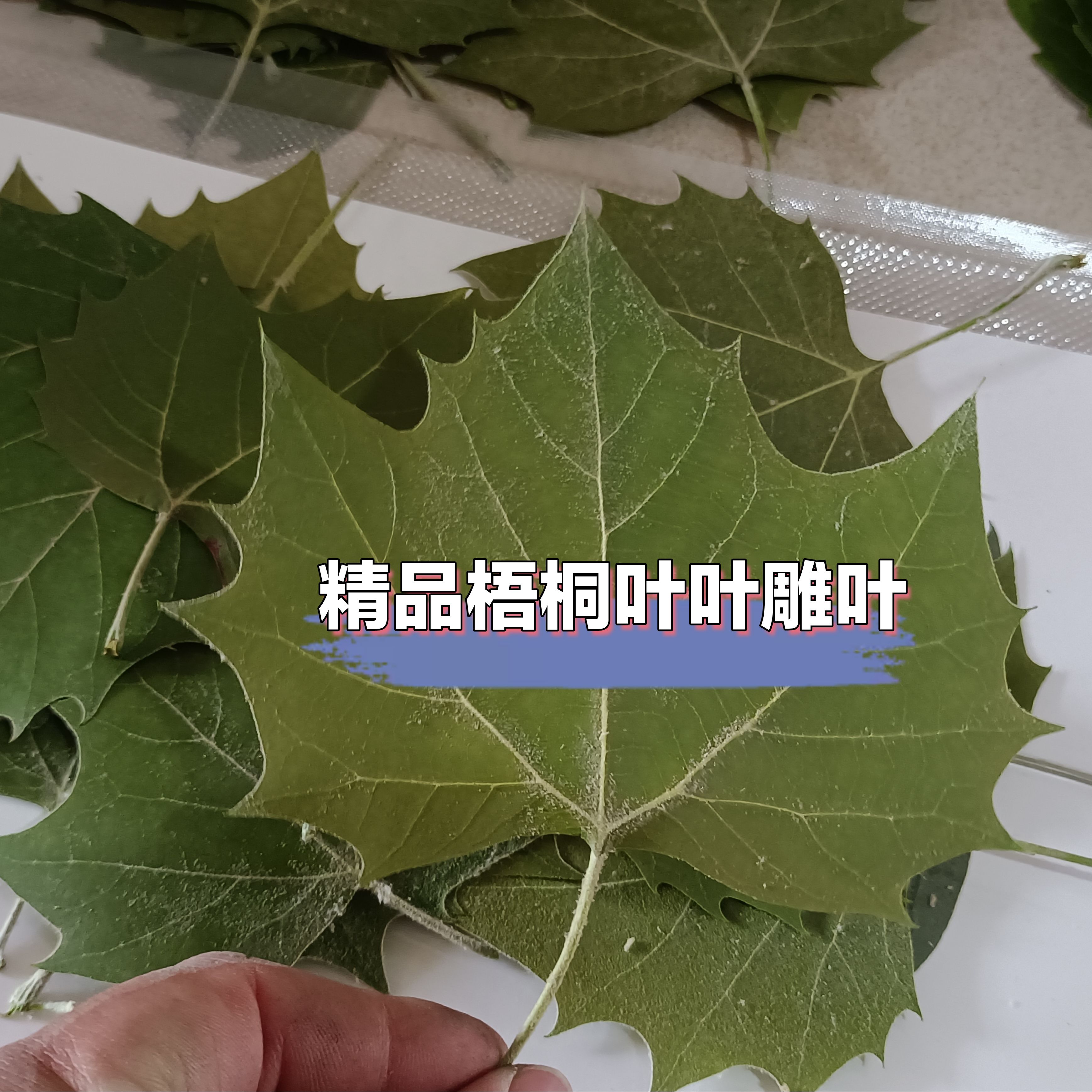 【今年新叶】梧桐树叶干燥处理批发叶雕专用叶子平面标本雕刻照片