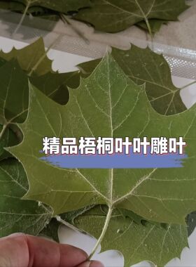 【今年新叶】梧桐树叶干燥处理批发叶雕专用叶子平面标本雕刻照片
