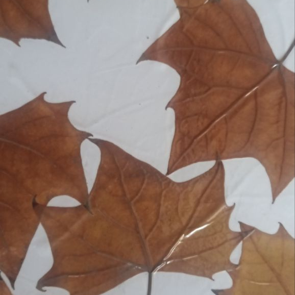 梧桐叶压平风干叶雕叶