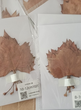 梧桐叶压花树叶手工diy材料包枫叶压花包树叶压片画儿童画梧桐叶
