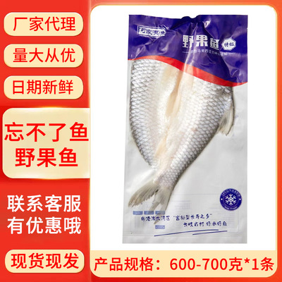 新鲜冷冻马来西亚忘不了鱼野果鱼无土腥味开背皇帝鱼600-700g商用