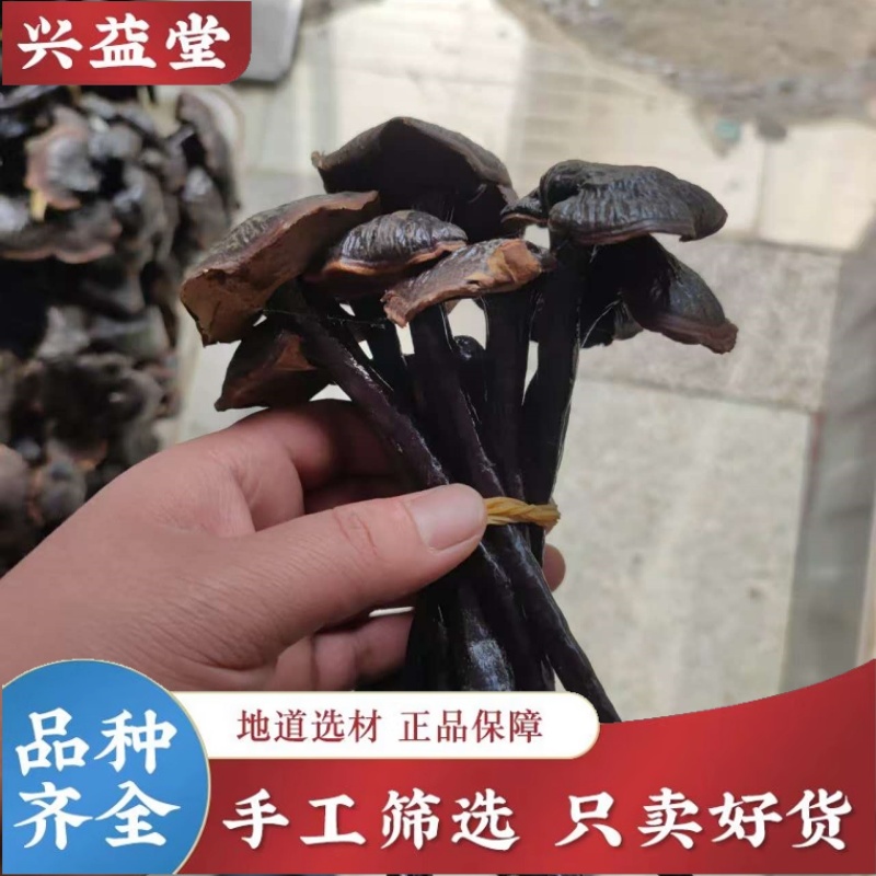 正品深山野生竹灵芝中药材500克正宗天然整株带柄小红灵紫灵芝