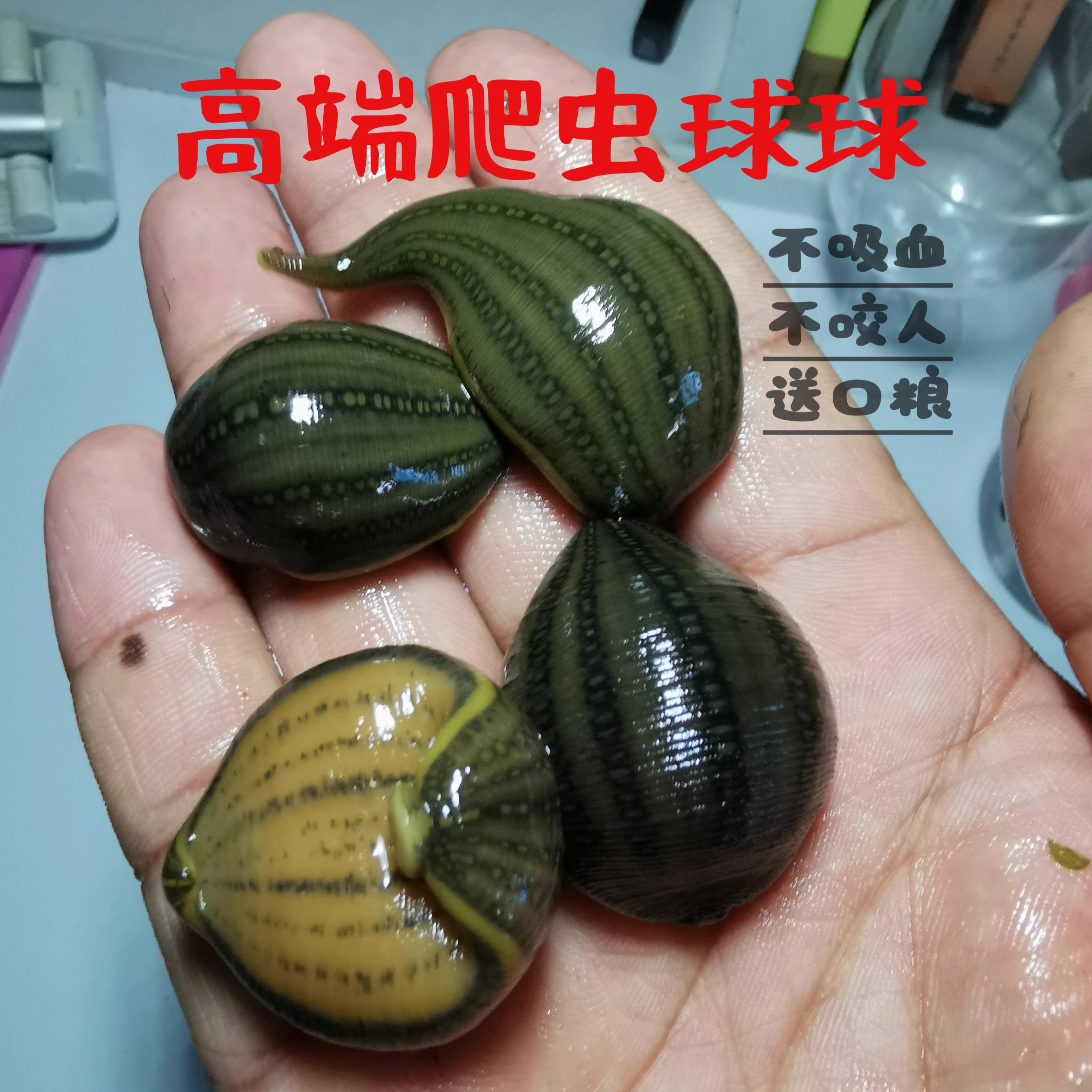 蚂蟥水蛭宽体金线蛭网红水蛭鲜活学生宠物医用不吸血无毒蚂蟥活体