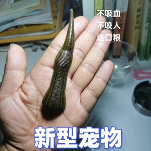 野生宽体金线蛭水蛭蚂蟥活体水蛭鲜活蚂蟥水蛭活医用水族宠物活的