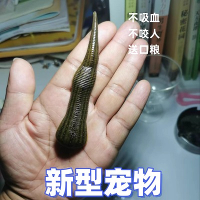 野生宽体金线蛭水蛭蚂蟥活体水蛭鲜活蚂蟥水蛭活医用水族宠物活的