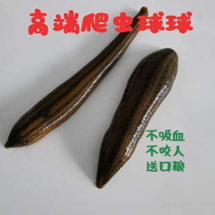 野生宽体金线蛭水蛭蚂蟥活体水蛭鲜活蚂蟥水蛭活医用水族宠物活的
