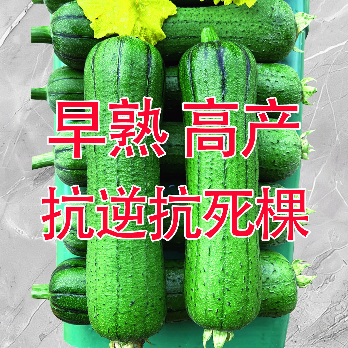 鼎牌硬果亲田丝瓜种子短棒高产绿皮油亮型肉丝瓜种籽耐热基地专用,农用物资,蔬菜种子/种苗,淘宝优惠券,粉丝福利购,淘宝优惠卷