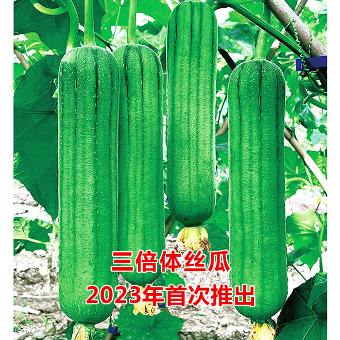 鼎牌硬果太美 三倍体硬果丝瓜 可增产1倍 早熟 中棒 坐果特多