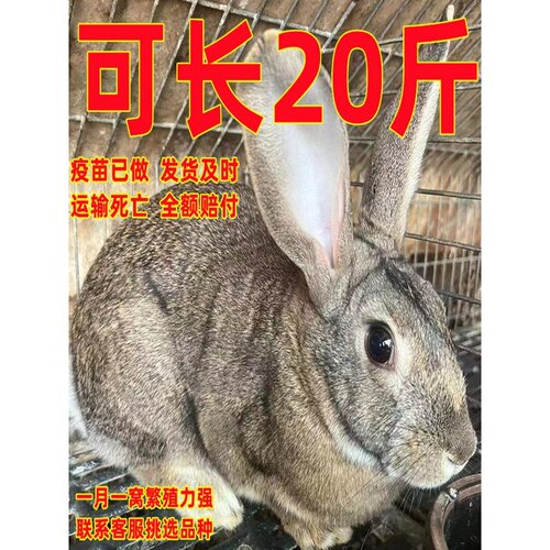 比利时兔子活物大型肉兔活体繁殖兔种兔花兔黑兔幼崽小白兔月月兔