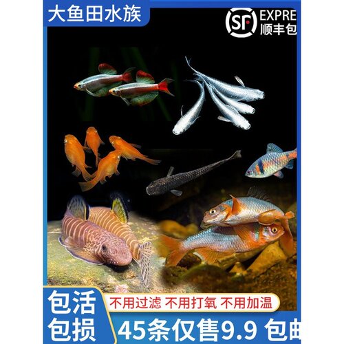 观背青鳉锦鳉鱼观赏鱼原生鱼活体小型耐活易养冷水鱼鳑鲏鱼吸鳅鱼