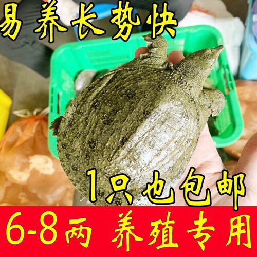 外塘养殖推荐 2两3两4两5两鲜活小甲鱼苗活体中华鳖苗放生散养