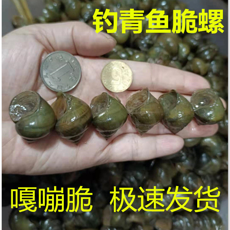 脆螺钓鱼饵料鱼饵黑鲩螺蛳青挂钩螺