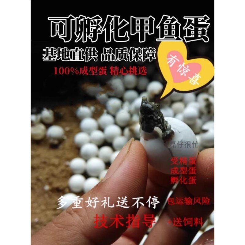 甲鱼蛋乌龟蛋可孵化鳖蛋草龟王八龟/鳖