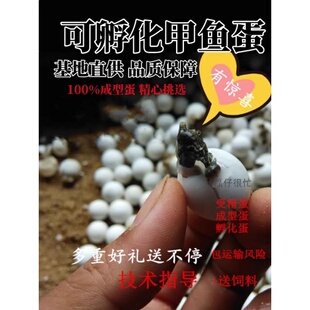 甲鱼蛋乌龟蛋可孵化鳖蛋草龟王八蛋甲鱼苗中华鳖蛋黄沙杂蛋受精蛋
