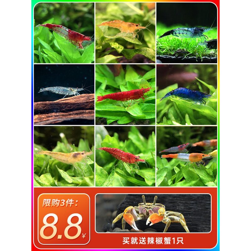 黑壳虾除藻虾鲜活观赏虾淡水宠物虾樱花虾极火虾水晶虾鱼缸清洁虾