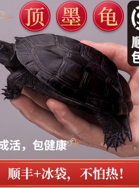 顶墨龟纯种全黑外塘中华草龟长寿黑腹一对情侣小乌龟苗活物活体