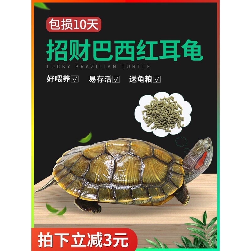 中华草龟外塘长寿龟巴西龟观赏小乌龟半水龟观赏金线乌龟墨龟