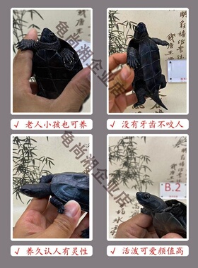 顶墨龟公乌龟纯种全黑养龟外塘冷水黑腹中华草龟儿童宠物龟活体物