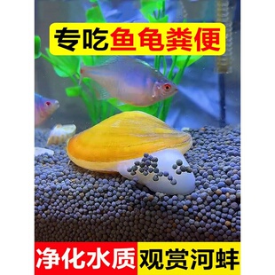 专吃鱼屎粪便净水观赏黄金小河蚌河蚬淡螺鲜活物黑金刚贝壳苗活体