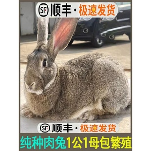 家养食用肉兔子活苗公母一对幼仔大型比利时种兔小白兔活物新西兰