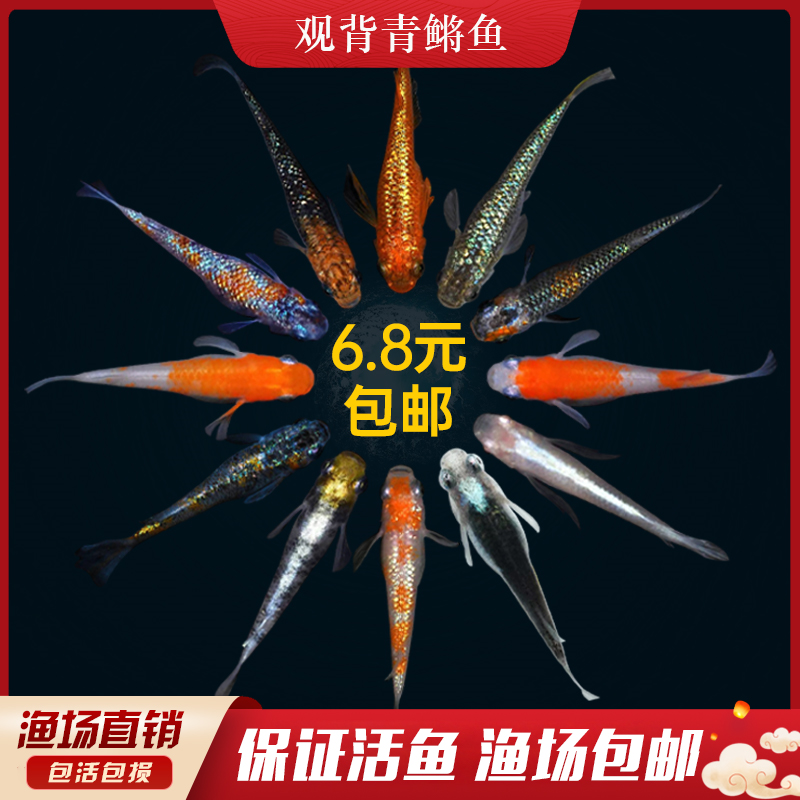 观背青鳉冷水观赏鱼小锦鲤淡水魔法鱼稻田鱼微景观鱼不加温不打氧