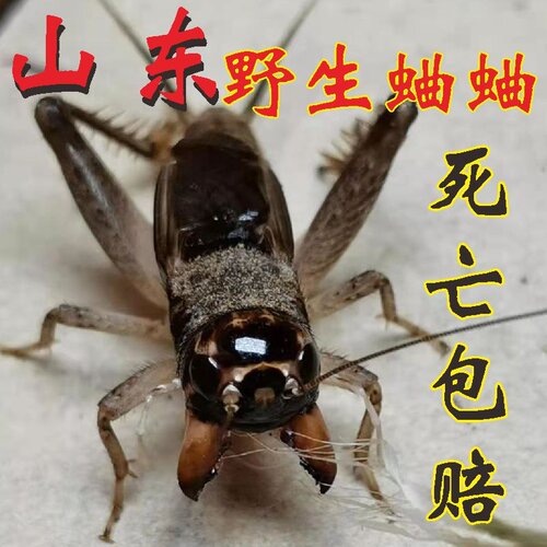 山东野生蛐蛐活虫物体斗蟋蟀地秋虫鸣精品大个宁超津阳用品具养罐