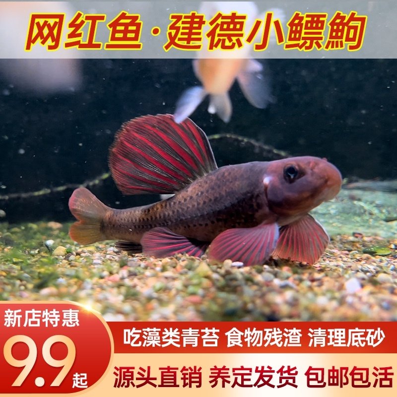 建德小鳔鮈原生观赏鱼冷水淡水鱼苗底栖棒花鱼清道夫清洁鱼缸除藻