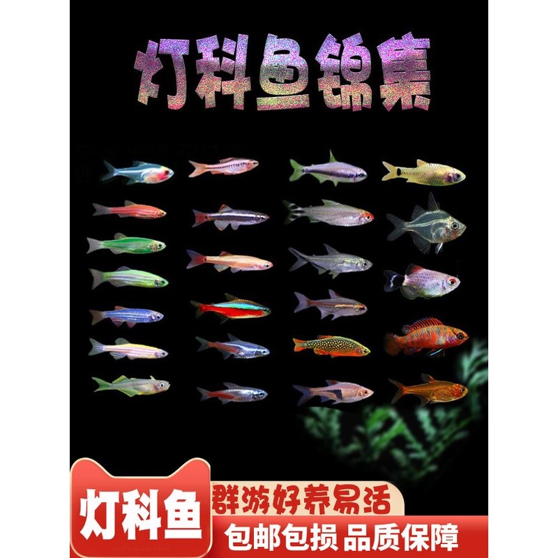 斑马鱼红绿灯科鱼热带淡水活体观赏天使宠物小型宝莲灯孔雀群游鱼