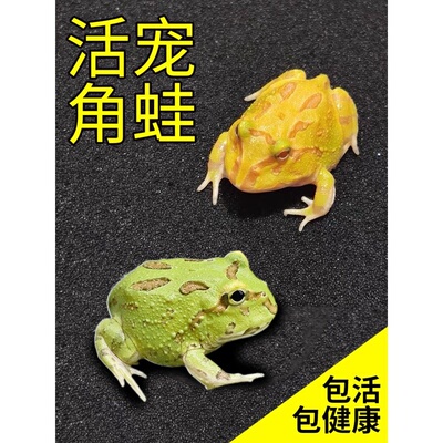 角蛙活体宠物青蛙绿角蛙蝌蚪黄金角蛙活物蝴蝶角蛙活体包活