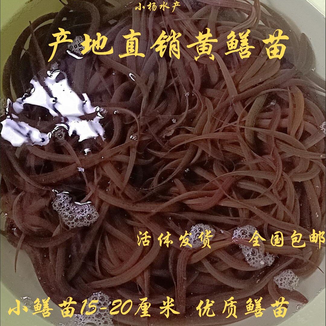 黄鳝苗 产地直销黄鳝苗 鳝鱼苗鱼