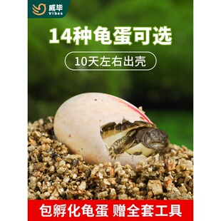 可孵化乌龟蛋套装中华草龟花龟巴西龟鳄龟活体受精蛋宠物招财龟