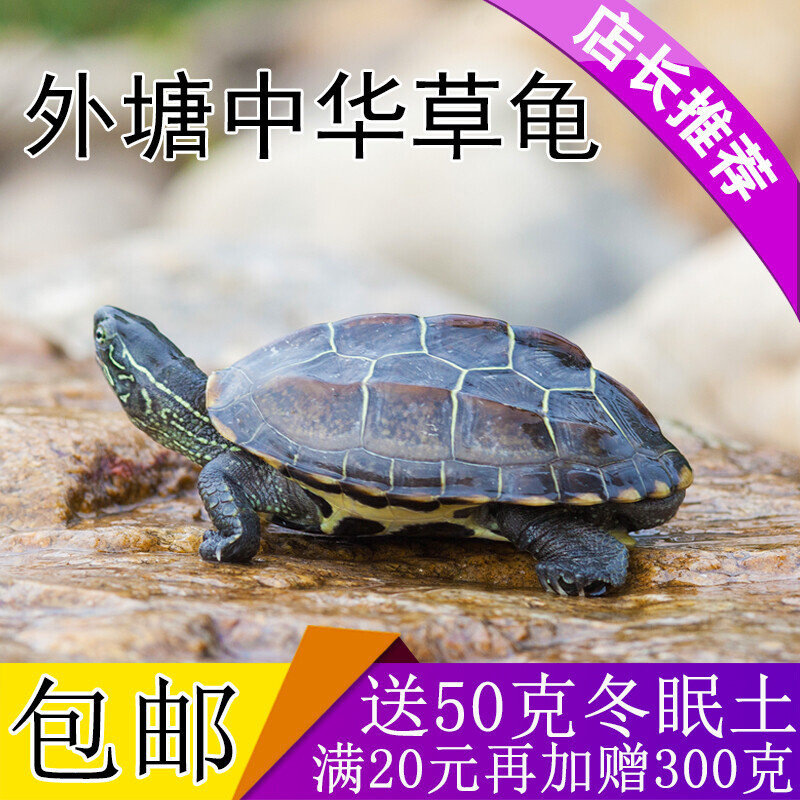 中华草龟 小乌龟活体外塘长寿龟宠物水龟金线龟活物龟墨龟草龟苗