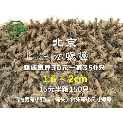 蛐蛐 蟋蟀 白蛐蛐 活体饲料 鱼鸟爬虫 活食 （大亚成）1.6-2厘米