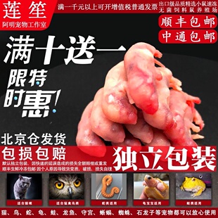 包邮冷冻小白乳鼠宠物蛇饲料喂猫龟龙鱼冰冻红皮粉霜包邮跳亚爬虫